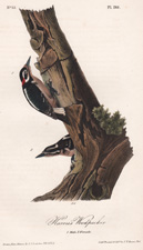 Harris's Woodpecker