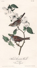 White-throated Finch and Dogwood