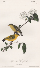 Yarrell's Goldfinch