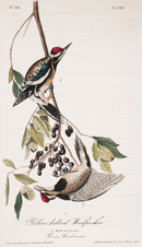 Yellow-bellied Woodpecker plate 267