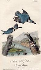 Belted Kingfisher