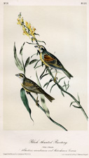 Black-throated Bunting