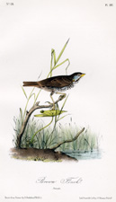 Brown Finch