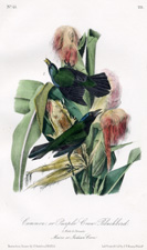 Common, or Purple Crow-Blackbird