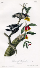 Downy Woodpecker
