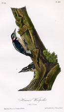 Harris's Woodpecker