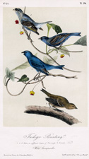 Indigo Bunting