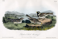 Lapland Lark Bunting