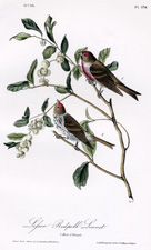Lesser Redpoll Linnet