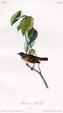 Morton's Finch