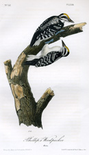 Phillip's Woodpecker