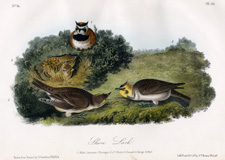 Shore Lark
