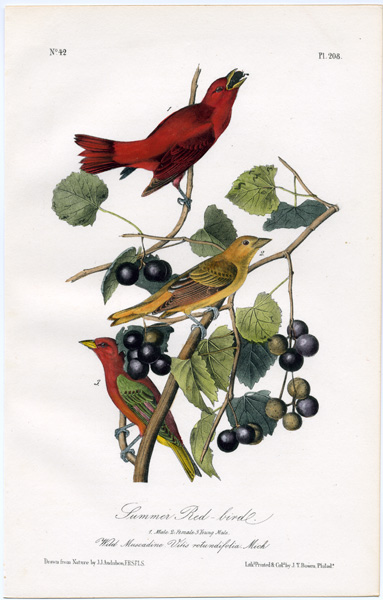Audubon Prints