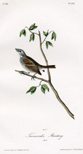Townsend's Bunting
