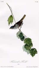 Townsend's Finch
