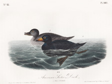 American Scoter Duck Plate 403