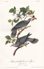 White-headed Dove, or Pigeon