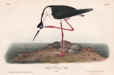 Black-necked Stilt