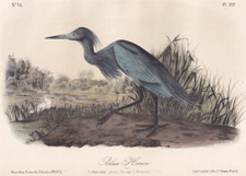 Blue Heron