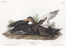 Duskey Duck