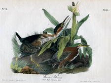Green Heron