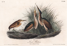 American Bittern