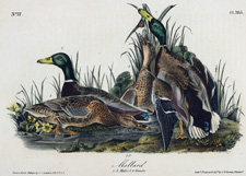 Mallard