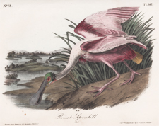 Roseate Spoonbill