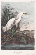 Snowy Heron