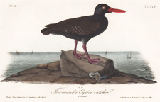 Townsend's Oyster Catcher  Pl. 326