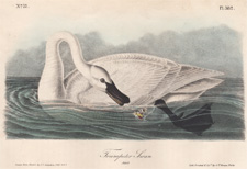 Trumpeter Swan