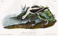 American Avocet