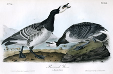 Barnacle Goose