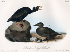 Black or Surf Duck