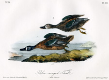 Blue-winged Teal