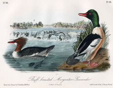 Buff-breasted Merganser Goosander