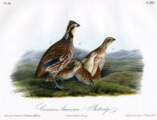 Common American Partridge