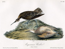 Esquimaux Curlew