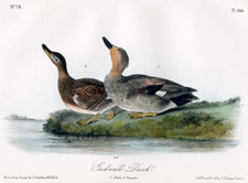 Gadwall Duck