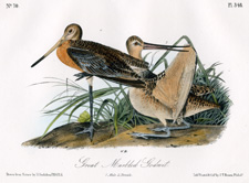 Great Marbled Godwit