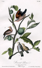 Ground Dove