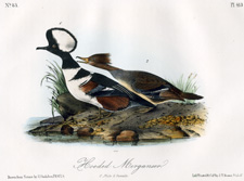 Hooded Merganser