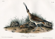 Hudsonian Curlew