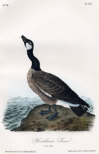 Hutchins' Goose