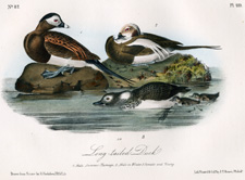 Long-tailed Duck