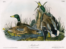 Mallard Duck