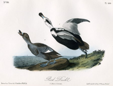 Pied Duck