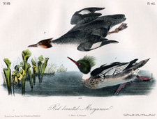 Red-breasted Merganser