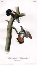 Red-shafted Woodpecker