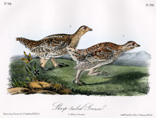 Sharp-tailed Grouse